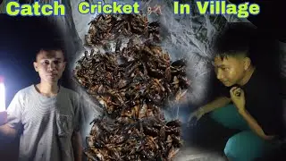 Village Life Catch Cricket Insect With Saale Sabh || Got A huge Amount Of Cricket 🦗🦗