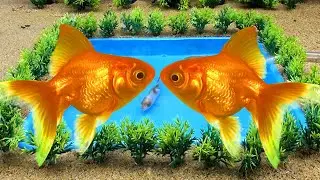 create a mini pond for fish#fish #sanjoytoyhouse