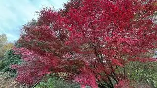 Japanese maple trees in full red Nov 7,2025 #344