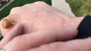 Missy the Cat Face Spider - Give Her a Hand