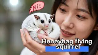 Touching Story of a Woman and Two Tiny Orphaned Sugar Gliders. #animalshorts