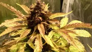 Diy Cob Growlight  Vero 29 Se 3500K 72v on 1050mA