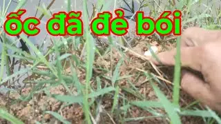 ốc đ&atilde; đẻ b&oacute;i 2023.@ocbuou37.nghean.30