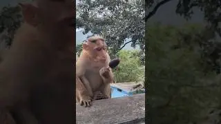 Monkey Eating Ice-Cream Like a Human 😳| #funny #telugushorts  #monkey
