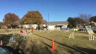 Piper USDAA Gamblers #109693 Course #2