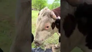 The day i wanted to fight Rufus #rufusthebull #cattlefarm #farming #bull