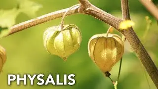 Physalis en el bosque de alimentos | Permaculture in Galicia