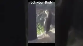 funny otter  #shorts