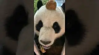 Panda Jin Hu-Hate to eat watermelon!！it looks like The soft and bloody insides are exposed.