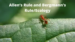 Allen&lsquo;s Rule and Bergmann&rsquo;s Rule/Ecology