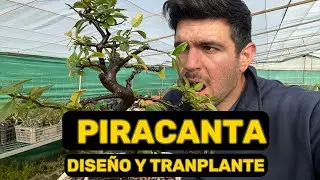 Diseño y Trasplante de Piracanta Bonsái – Técnica y Consejos Claves