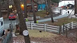 Goldy's Driveway Goats as they leave Mabel  trying to Head Butt Mike 2192024