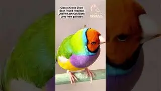 Classic Green Short Beak Round Head Show Quality Lady Gouldians #gouldians #lovebirdsbreeding