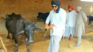 ਮੇਲੇ ਜਿੱਤੀ ਹੋਈ ਆ ਮੈਸ, ਚੰਦ....//jatt babe bandra to