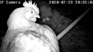 Gallina che cova e gira le uova🐔