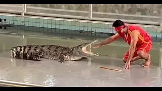 The power of the sound of the crocodile's jaws