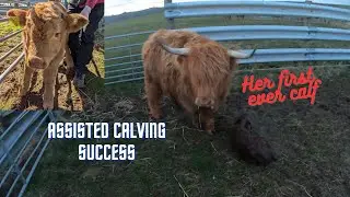 NEVER A QUIET DAY - CALVING PROBLEMS WHEN THE SHEEP ARE HAVING A DAY OFF!