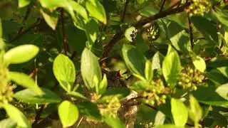 Yellow warbler chicks.
