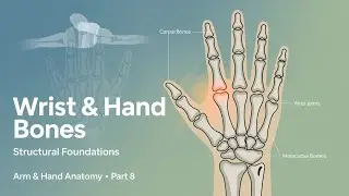 Anatomy of the Arm & Hand — Part 8 | Structural Foundations