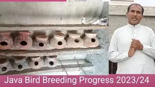 Java Birds Breeding Season Growth 2025/26 l Gray Java l Silver Java l Fawn Java  l Java Soft Food