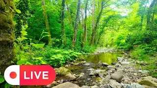 LIVE Forest View: Nature & Surprise Visitors 🌲 Bird Sounds for Study, Sleep, Relax ASMR