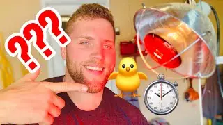 When to Move Chicks Outside From Brooder To Coop Without Heat Lamp