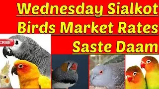 Sialkot Birds market rates update#Umer Birds Gallery#Sialkot#loot Sale