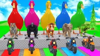 Long Slide Game with Cow Elephant Gorilla Hippopotamus Tiger 3d Animal Game Funny 3d Animals