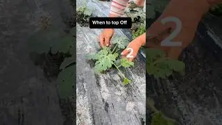 Watermelon Farming When To Cut Off The Top  #farming #agriculture
