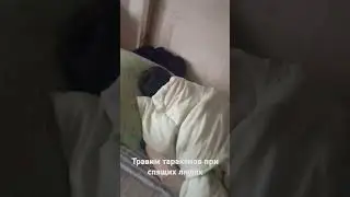 Травим тараканов гелем Tim-3 #отрава #тараканы #средство #тим #юмор #ремонт #shors #shorts #youtube