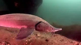5 Sturgeon 8 Acre   HD 720p
