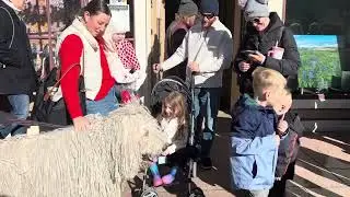 A Little Human Offers Me His Candy Cane!