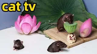 Cat TV🐭rat game for cats🐭rat videos for cats to watch