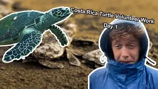 🐢 Turtle Volunteering in Costa Rica 🇨🇷 Day 1 - Welcome to the Turtles
