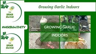 Growing Garlic Indoors