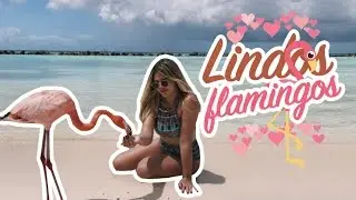 Praia dos Flamingos  #aruba4