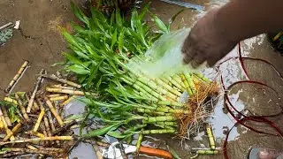 Lucky Bamboo Cleaning Process | Rotten Stems Removal & Full Care Guide 🌱 #bambooplant #care 
