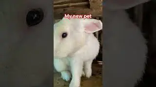 MY NEW COLLECTION NEW ZEALAND WHITE RABBIT, REX, DUTCH #shortvideo #highlights #youtube