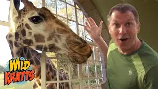 BABY GIRAFFES! | Wild Kratts 