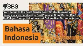 From Papua to the Great Barrier Reef: Tio studies marine biology to save coral reefs - Dari...