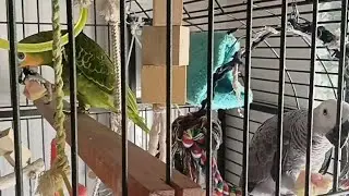 #africagrey #parrot #amazon #talkingparot #parrot #shortvideos #shorts #short #subscribe #viral #vid
