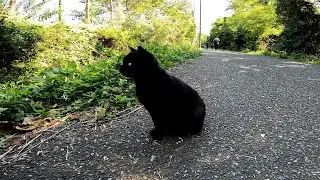 【田代島】【猫島】さてとパトロールに行くか
