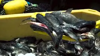 Small Scale Fisheries (UN - FAO Malawi)