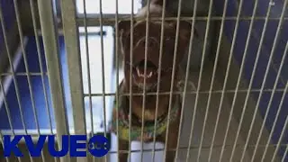 Austin-area animal shelters offering adoption specials on July 2 | KVUE
