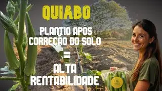 plantio quiabo p&oacute;s corre&ccedil;&atilde;o do solo