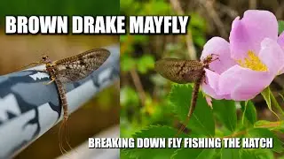 Fly Fishing the Brown Drake Mayfly Hatch - New Course Announcement