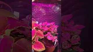 Indoor Greenhouse: The Ultimate Seedling Hack