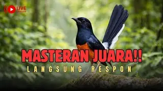 🔴LIVE 94 - Murai Batu Auto Ngerespon - Cocok Untuk Masteran Harian Pagi, Siang & Malam