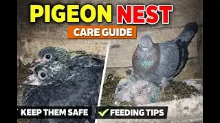 Pigeon nest care guide || feeding tips || keep team safe