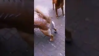 protect my dog 😂😂🐕&zwj;🦺 #shorts #viral #status  #protect